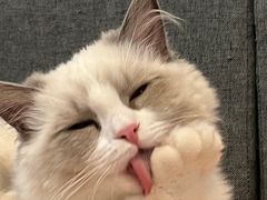 -lincat·猫舍(广州店)