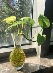 -酉嘉瑜伽YO+YOGA