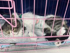 -小伙伴宠物医院•急重症转诊中心·老年专科·犬猫全科(北大街总院)