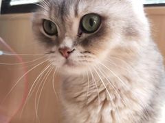 -MOCHA明星猫咖(田子坊店)