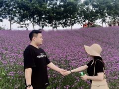 -大塘金香草谷