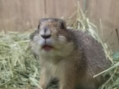 -藦茜花园宠物主题亲子互动体验馆(国顺东路店)