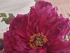 -洛阳宴·洛阳菜(南昌路店)