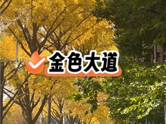 -三里屯东五街银杏大道