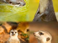 -灵玲国际马戏城