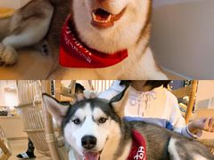 -Husky Go! 哈士奇体验馆·宠物咖啡厅狗咖