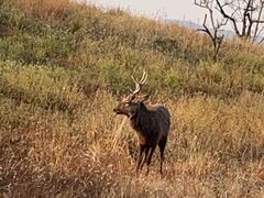 -长平老姿娘夜粥(平东一街店)