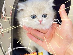 -lincat·猫舍(广州店)
