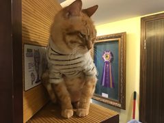 -more than meow吴止猫主题餐厅(承德 中船汇店)