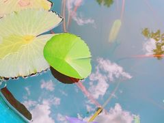 -野象谷景区