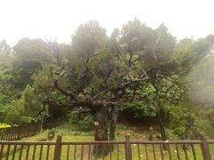 -草庵摩尼教遗址公园