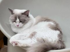 -有喵·猫咖·狗咖·30几只猫10只小狗(岗厦店)
