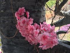 -天适樱花悠乐园