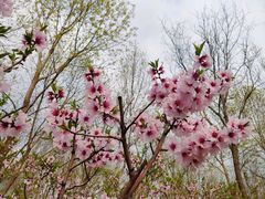-大兴滨河森林公园