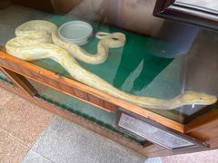 -上海大自然野生昆虫馆(东方明珠·爬宠昆虫探索中心)