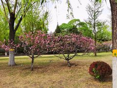 -莲花池公园