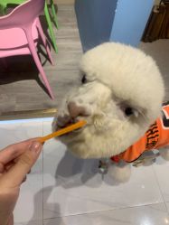 -Moni星球萌宠·小马宝莉·灵蛇·高端高阶全萌宠互动体验俱乐部(红豆国际广场店)
