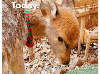 Dear deer garden 小鹿花园咖啡
