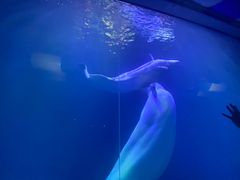 -大连圣亚海洋世界