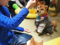 -逗柴咖啡屋·狗咖猫咖宠物桌游