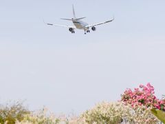 -空港花田景区