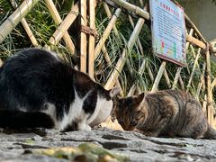 -秋霞圃