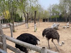 -大连森林动物园