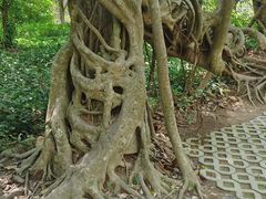 -中国科学院西双版纳热带植物园