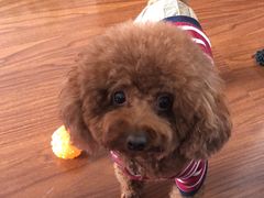 -宠颐生动物医院·心脏科·保险定点(锦阳分院)