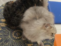 -平行世界·猫咖(首经贸店)