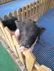 -萌宠亲子动物乐园(槐房万达店)