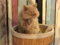 -小时光咖啡馆(开森度假森林店)
