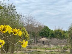 -天适樱花悠乐园