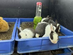 -溪岸路花鸟市场