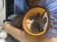 -御宝贝·A梦猫科宠物医院(国际猫友好医院)