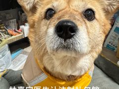 -中国农业大学动物医院