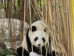 -广州长隆野生动物世界