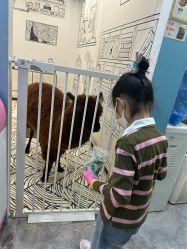 -神奇动物撸宠馆·羊驼·小浣熊·异宠(豫园店)