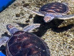 -顺德南宏海立方海洋公园