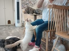 -楼上猫咖(罗湖店)