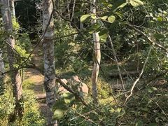 -野象谷景区