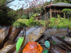 -普洱太阳河森林公园