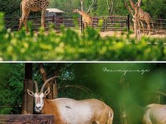 -济南野生动物世界