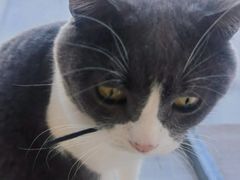 -藏猫猫咖啡主题馆(中央大道店)