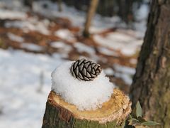 -香雪海