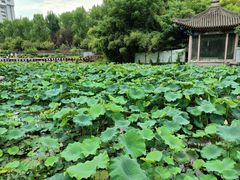 -莲湖公园
