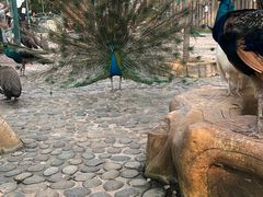 -西双版纳傣族园