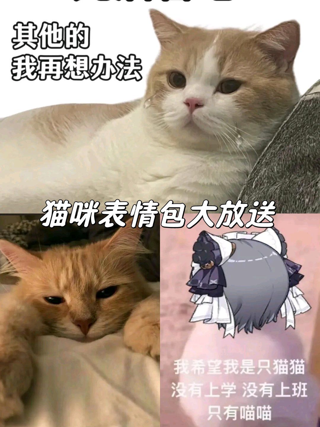 谁能拒绝傻憨憨的小猫咪猫咪表情包不想上班表情包