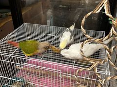 -吉丁鸟咖·异宠·寄养