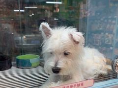 -FAELING PETS美天灵宠物(合生汇店)